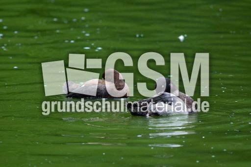 Bergente (6 von 12).jpg